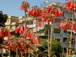 Kalanchoe Daigremontiana